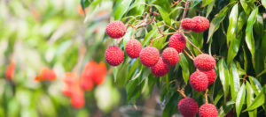 The Best Fruit Trees for Your South Florida Garden: Part 2