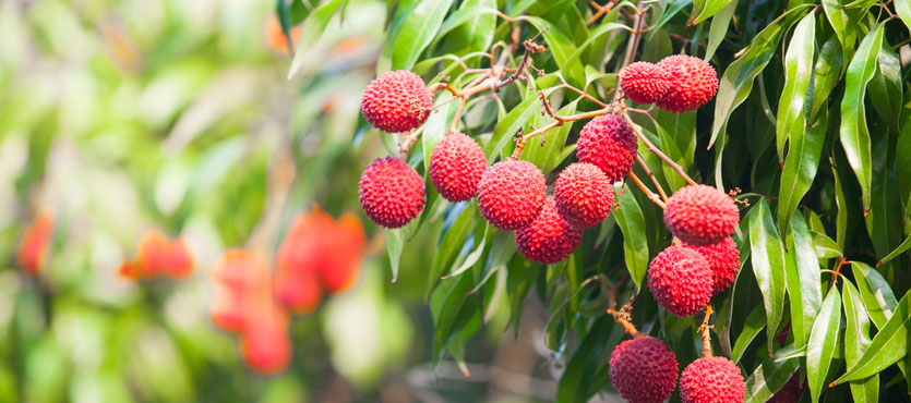 What types of fruit trees grow in florida