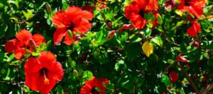 How to Take Care of Your Hibiscus