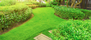 How to Properly Care for Zoysia Grass