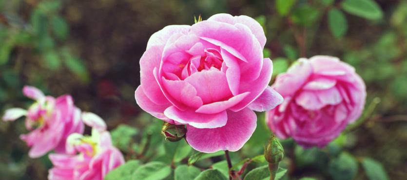 How to Grow Beautiful Roses in Florida